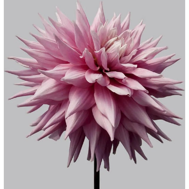 Philip Gatward, Dahlia 12, Archival Pigment Print For Sale