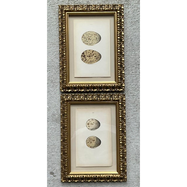 This elegant pair of vintage framed book plates captures the timeless allure of natural history studies. Each print...