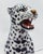 Snowleopard Ceramic from Ceramiche Boxer For Sale - Image 6 of 9
