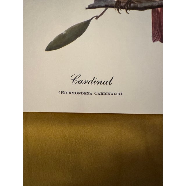 Traditional Northern Cardinal – Vintage Audubon-Style Bird Print For Sale - Image 3 of 5