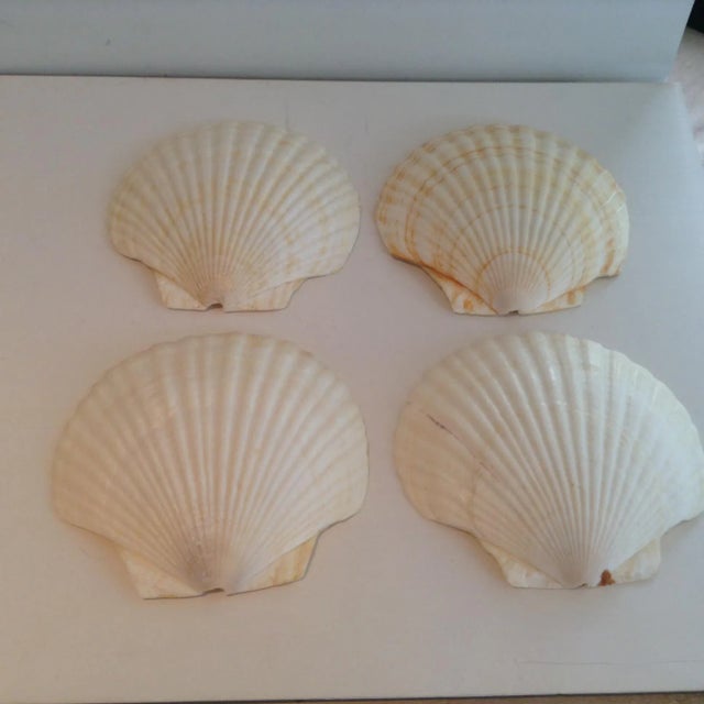 Vintage Natural Shell Specimens - Set of 4 For Sale In Los Angeles - Image 6 of 6