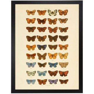 Multi Butterflies Papilio Plate 2 For Sale