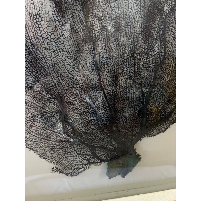 Framed Natural Black Sea Fan For Sale In Dallas - Image 6 of 6