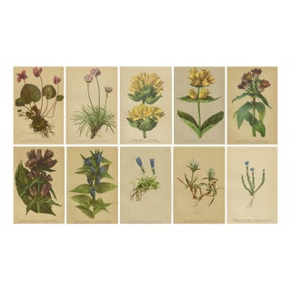 Alpine Gentiana Botanical Plates, 1897, Set of 10 For Sale