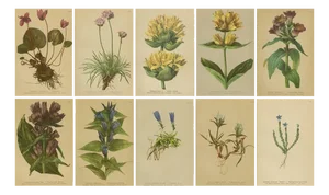 Alpine Gentiana Botanical Plates, 1897, Set of 10