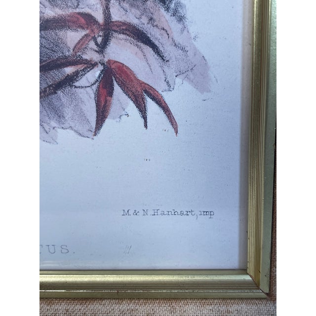 1960s Hanhart Manley Macacus Chromolithographs - Set of 2 For Sale In Miami - Image 6 of 7