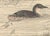Imao Keinen, Little Grebe, 1892, Print For Sale - Image 3 of 13