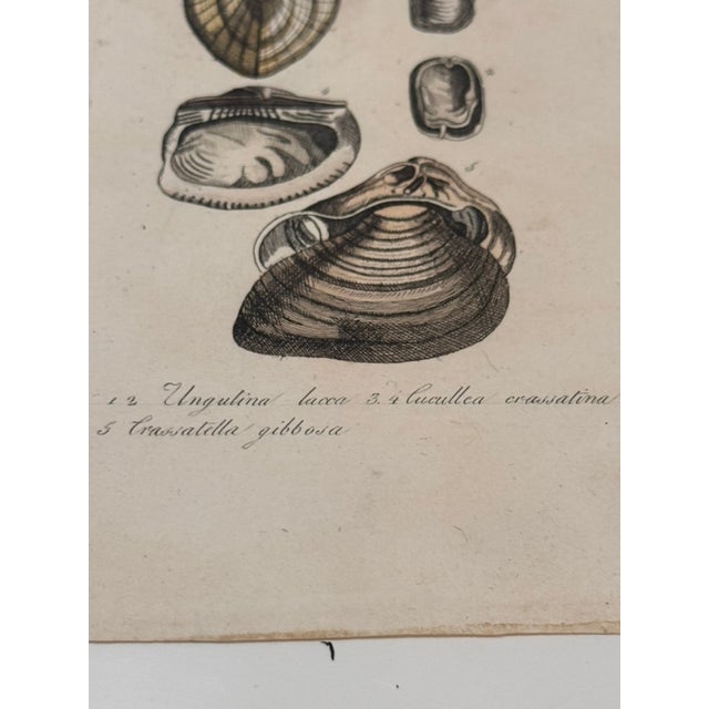 Antique Italian Natural History Prints Conchiglie & Crostacei - Set of 3 For Sale In Atlanta - Image 6 of 9