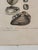 Antique Italian Natural History Prints Conchiglie & Crostacei - Set of 3 For Sale In Atlanta - Image 6 of 9