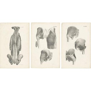 Jules Cloquet, French Anatomical Lithographs of the Spine and Pelvis, 1821, Lithograph, Set of 3 For Sale
