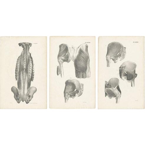 Jules Cloquet, French Anatomical Lithographs of the Spine and Pelvis, 1821, Lithograph, Set of 3 For Sale