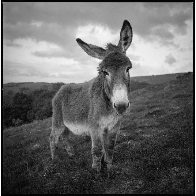 Not Yet Made - Made To Order Paul Cooklin, Barnaby, Edition of 50 For Sale - Image 5 of 5