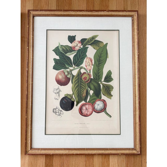Green Vintage Botanical Floral Prints, l'Ile De Java, Framed, a Pair Reproduction For Sale - Image 8 of 12