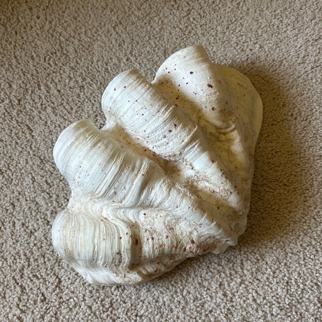 1950s Large 9 Pounds Genuine Ocean Giant Clam Shell Real Tridacna Gigas ...