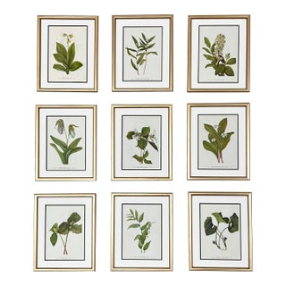 Vintage Botanicals Set 9 Framed - Authentic Vintage 1966 Prints For Sale