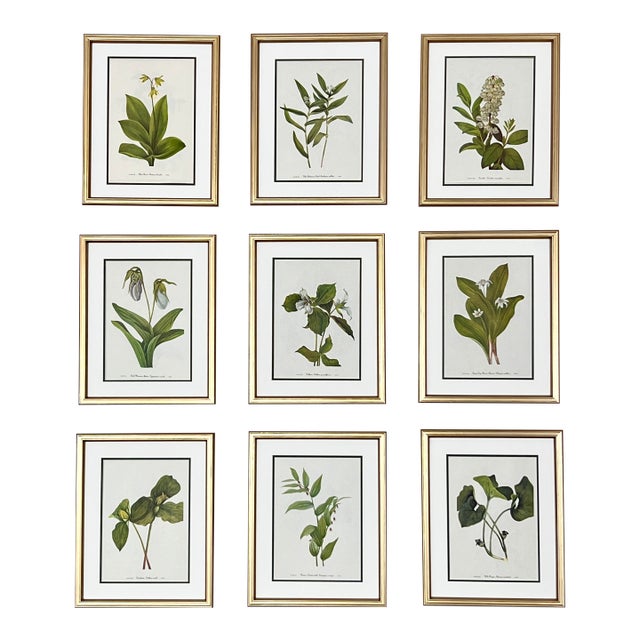 Vintage Botanicals Set 9 Framed - Authentic Vintage 1966 Prints For Sale