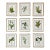 Vintage Botanicals Set 9 Framed - Authentic Vintage 1966 Prints For Sale