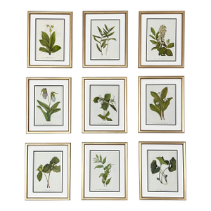 Vintage Botanicals Set 9 Framed - Authentic Vintage 1966 Prints