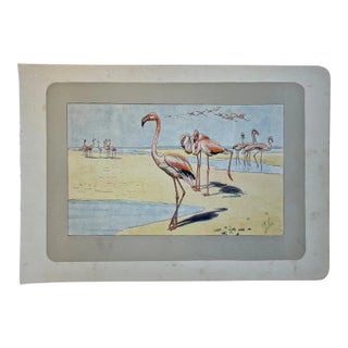 1907 French Photogravure Print of Flamingos For Sale