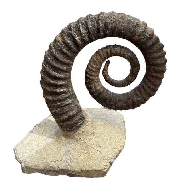 Acanthoceras Heteromorph Spiral Ammonite Fossil — Rare Ram-Horn Style Display Specimen Rare and striking Acanthoceras...