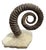 Acanthoceras Heteromorph Spiral Ammonite Fossil — Rare Ram-Horn Style Display Specimen Rare and striking Acanthoceras...