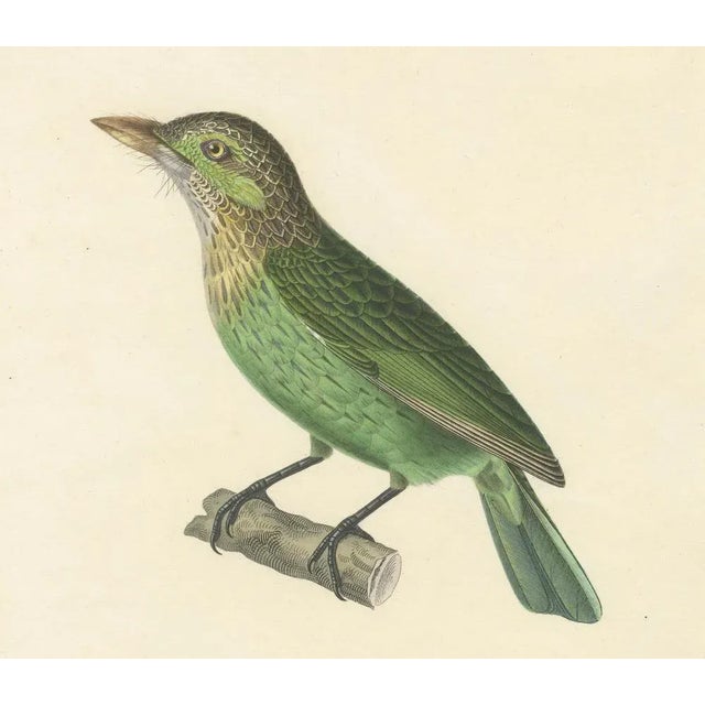 Prêtre, Ornithological Illustration of the Streaked Barbet (Barbu Grivelé), 1838, Print For Sale - Image 3 of 6