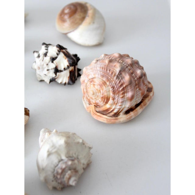 Vintage Collected Seashell Collection For Sale - Image 4 of 17
