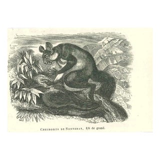 Paul Gervais, Cheiromys de Sonnerat, 1854, Lithograph For Sale