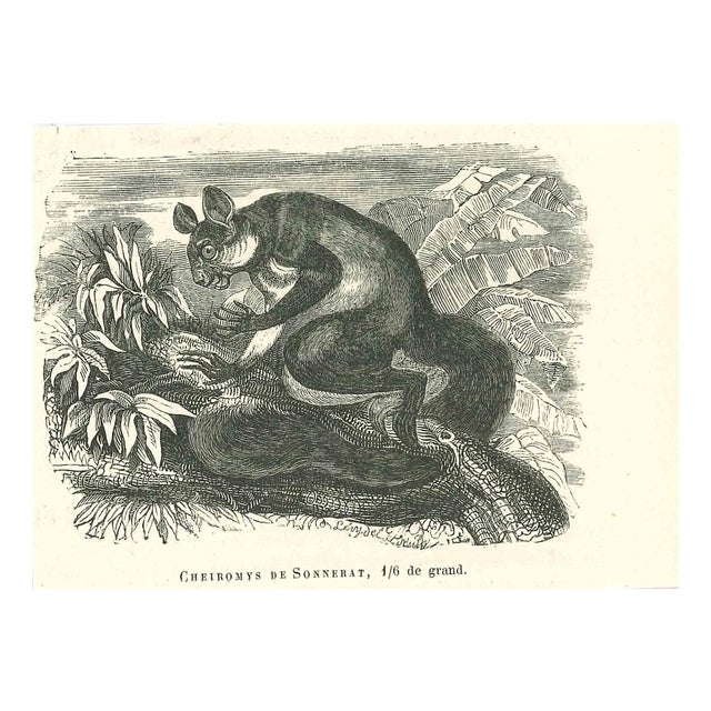 Paul Gervais, Cheiromys de Sonnerat, 1854, Lithograph For Sale
