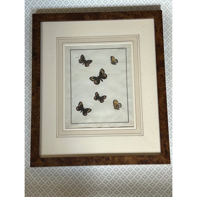 18th Century Butterfly Prints- Set of 3 For Sale - Image 4 of 7