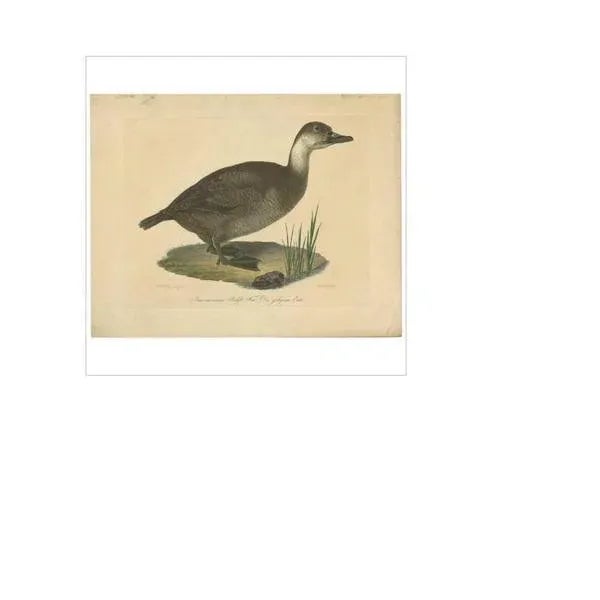 J. Bock, Illustration of a Duck, 1800, Print For Sale - Image 4 of 5