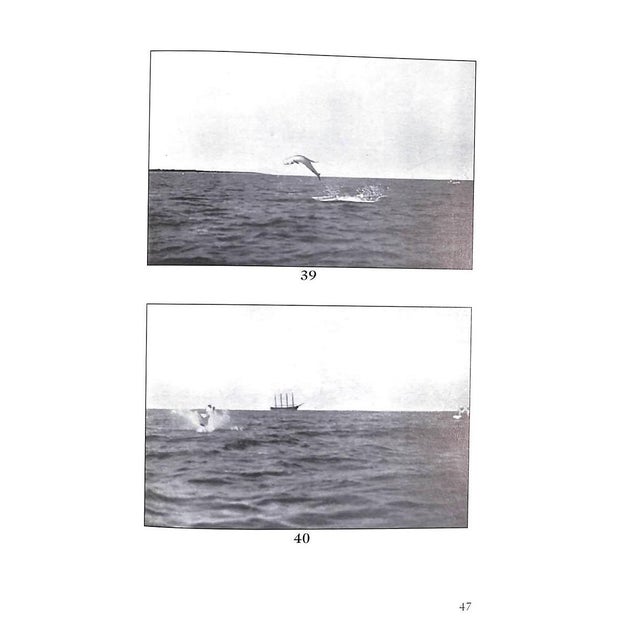 White "Tarpon Fishing in Mexico and Florida" 1998 Spencer-Churchill, Edward George & Rice, John For Sale - Image 8 of 8