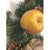 Partridge in Pear Tree Winter Door Wreath Realistic Holiday Crystal Fruit Apple For Sale - Image 11 of 16