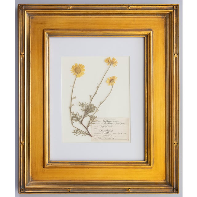 Custom Framed Vintage Finnish Herbarium Botanical Specimens, Set of Four For Sale - Image 10 of 16