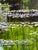 Contemporary Steve Schaaf Among the Water Lilies Oil Painting For Sale In San Francisco - Image 6 of 11