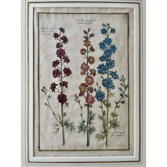 17th Century Daniel Rabel Botanical Engravings From Theatrum Florae Printed 1622 Paris, a Pair For Sale - Image 5 of 8