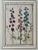 17th Century Daniel Rabel Botanical Engravings From Theatrum Florae Printed 1622 Paris, a Pair For Sale - Image 5 of 8