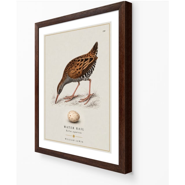 Paper William Lewin 1789 Waterbirds Fine Art Gallery Board Print - The Water Rail For Sale - Image 7 of 14