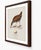Paper William Lewin 1789 Waterbirds Fine Art Gallery Board Print - The Water Rail For Sale - Image 7 of 14