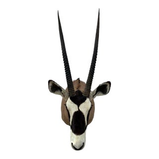 Huge African Gemsbok Oryx Antelope Shoulder Mount Taxidermy South Africa For Sale
