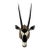 Huge African Gemsbok Oryx Antelope Shoulder Mount Taxidermy South Africa For Sale
