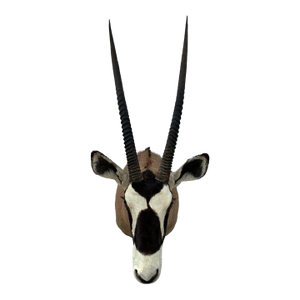 Huge African Gemsbok Oryx Antelope Shoulder Mount Taxidermy South Africa