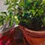 Pot Plants 2 by Conrado López | Acrylic and oil on canvas close-up of a potted plant For Sale