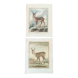 Jacques De Sève (1742-1788) Hand-Colored Deer & Antelope Copperplate Engravings, From Buffon's Histoire Naturelle - a Pair