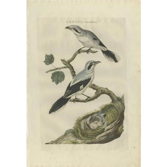 C. Nozeman, M. Houttuyn and J.C. Sepp, Great Grey Shrike, 1789, Paper For Sale