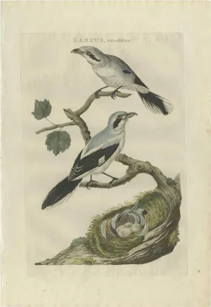 C. Nozeman, M. Houttuyn and J.C. Sepp, Great Grey Shrike, 1789, Paper