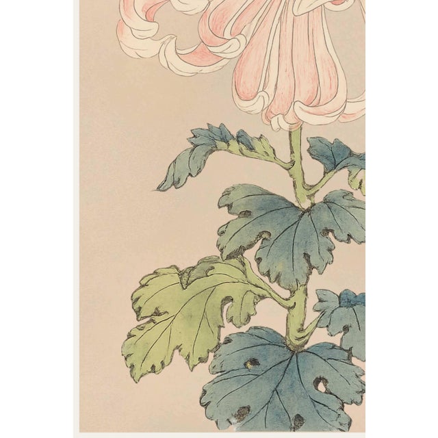 Pink Spider Chrysanthemum by Hasegawa Japanese Botanical Art Print, 40" X 60" For Sale - Image 4 of 10