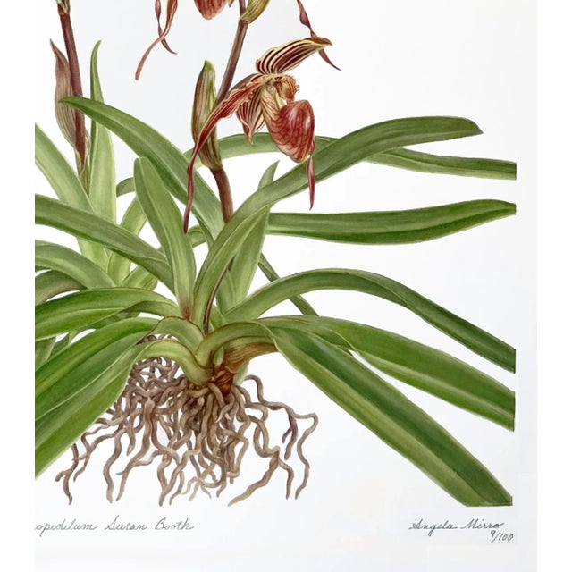 This is a limited edition giclee print from an original 2014 watercolor of two hybrid orchids Paphiopedilum Lady Isabel...