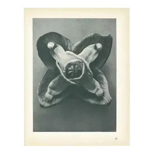 1928 Muschi's Barren-Wort, Original Period Photogravure N72 by Karl Blossfeldt