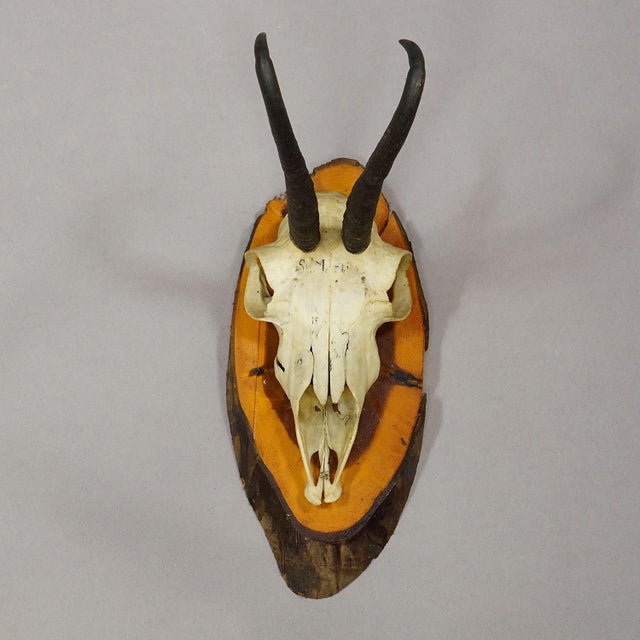 Set of Six Chamois Trophies on Birch Slices Germany Ca. 1960s For Sale - Image 6 of 7